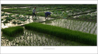 地头蛇是什么意思，地头舌头什么症状