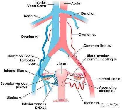 Artery是什么意思、、