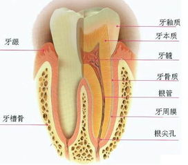 齿龈是什么意思
