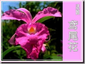 英国国花和美国国花的区别，英国国花象征什么