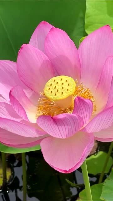 一朵莲花的爱情情感美文