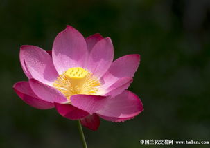 一朵莲花两边翻,一条鳝鱼往里钻什么意思，一朵莲花的诗句