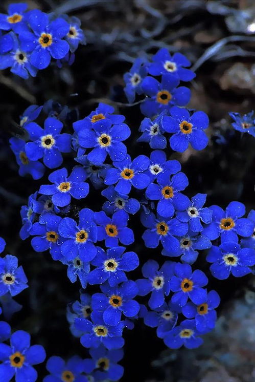 代表思念的花是什么花，古代代表思念的花