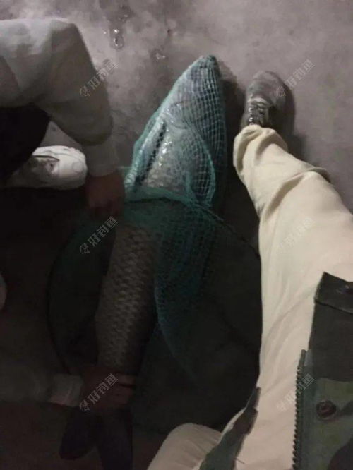 轻手轻脚无声响,狼吞虎咽猛如虎是什么生肖，轻手轻脚的意思