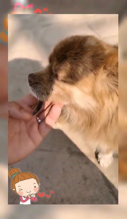狗嘴吐不出象牙