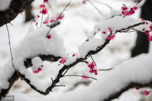 雪梅·其一原文|翻译|赏析_原文作者简介