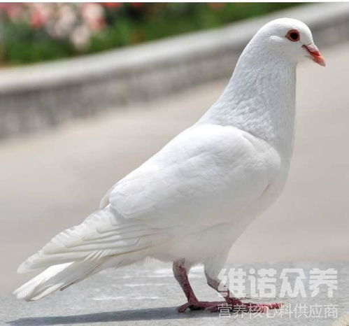 最大的鸽子是什么品种?