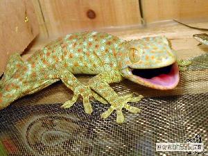 壁虎英文gecko，车修壁虎英文