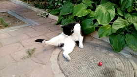 凋敝是什么意思?