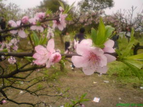 用走马观花造句