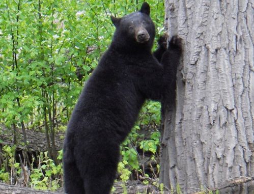 bear是什么意思做动词，bear是什么意思车上的