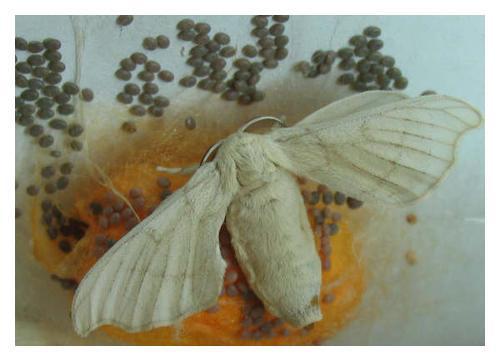 破茧吐丝是成语吗?
