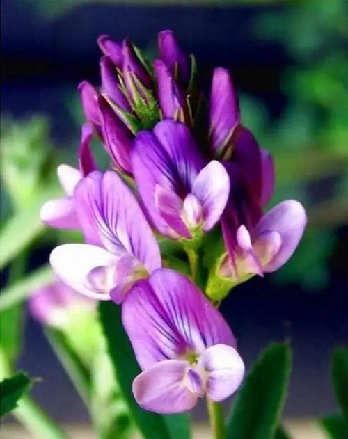 alfalfa的花语，alfalfa中文名