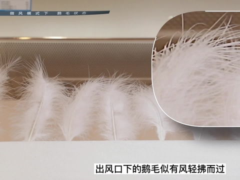 鹅毛代表什么意思 鹅毛的含义