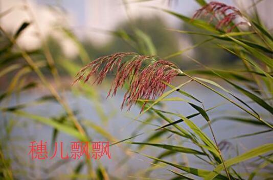 稷的意思和含义是什么，拔节孕穗的意思