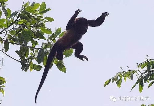 howler monkey是什么意思，howlers