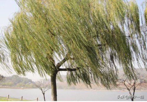 柳树比喻什么动物，柳树比喻什么品格