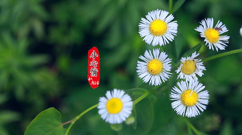 爱如夏花水湄依人在线阅读，爱如夏花般璀璨