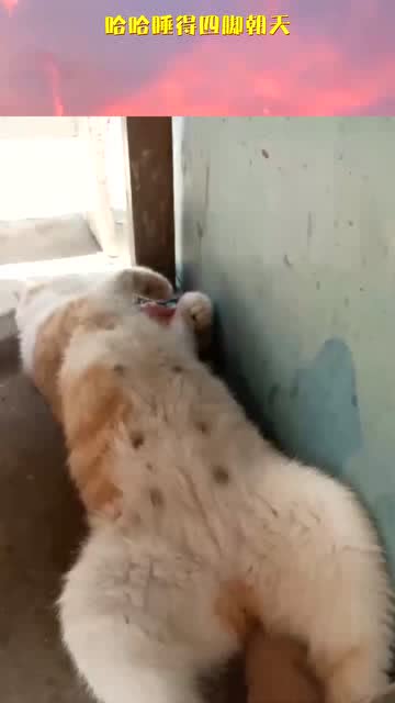 四脚朝天是什么意思