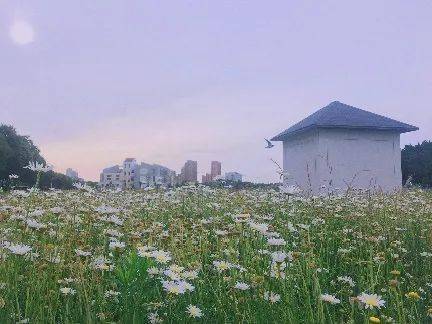 近种篱边菊,秋来未著花的意思是什么?，近种篱边菊秋来未著花全诗和意思