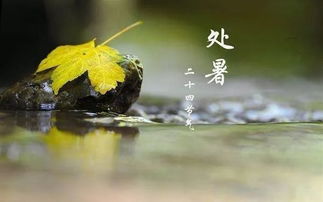 惬意造句怎么造，惬意造句句子