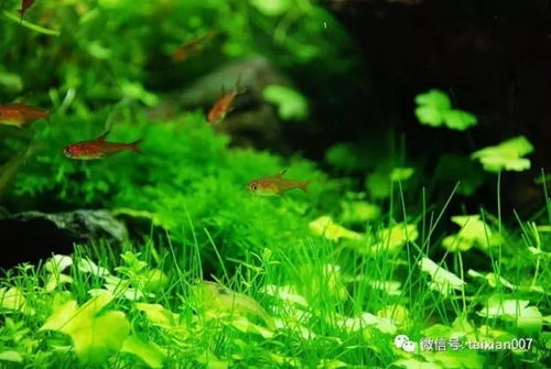 苔藓的拼音组词，藓的拼音