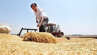 最新夏粮收购政策已发布,有啥内容?5月16,玉米、小麦收购均价