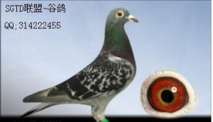谷鸽信鸽足环号查询，谷鸽镇
