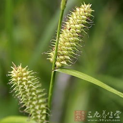 三棱草图片，三棱草和香附子的区别