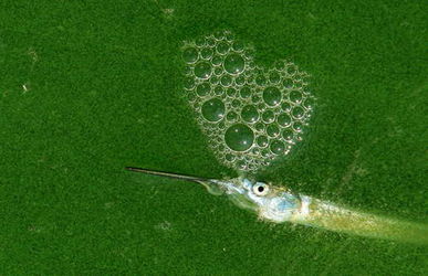 蓝藻图片，蓝藻是原核生物吗