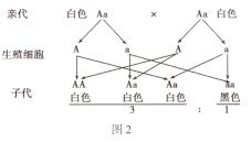 丙组词加偏旁，丙组词组